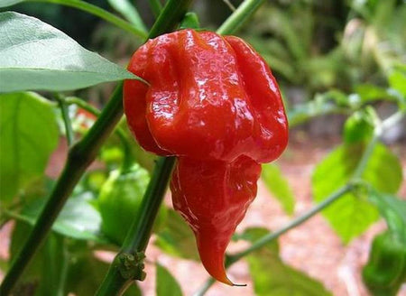 Hot Chip Trinidad Moruga Scorpion Chilli Powder - FragFuel