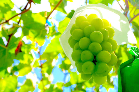Q Brand Mochi (Green Grape) - FragFuel